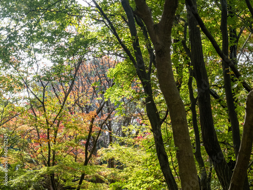 秋の林を歩く　びわこ文化ゾーンを散策  © MTBS PHOTO