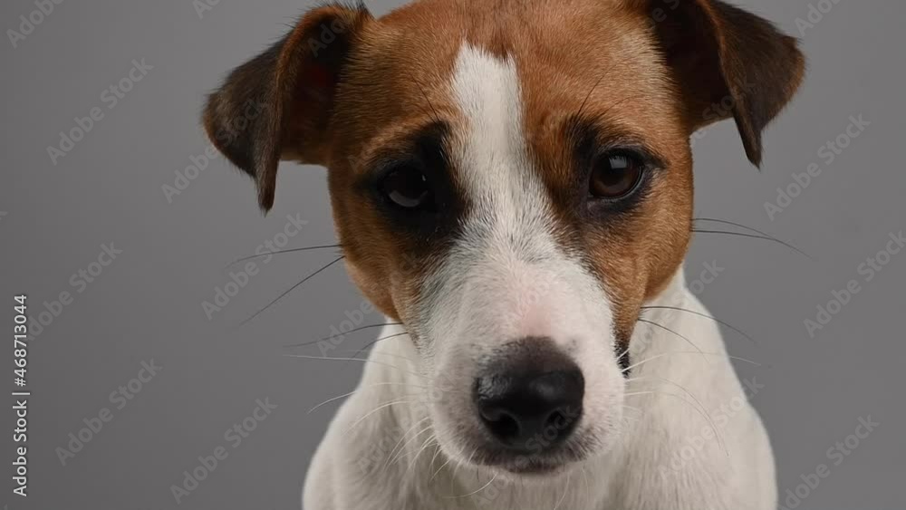 Close-up portrait of unhappy jack russell terrier dog on white background. Close-up portrait of unhappy jack russell terrier dog on white background.