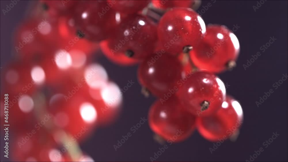 Close-up view of Falling Red Currant from Currant tree Close-up view of Falling Red Currant from Currant tree