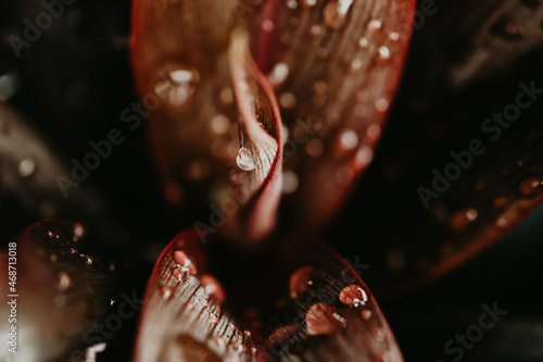 Water drops or dewdrops on red leave,Water on leave background. Red leaf nature. Selective focus.