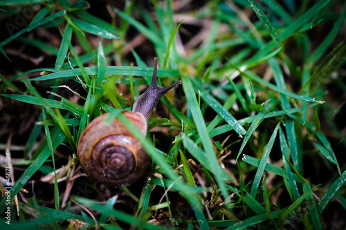 A snail on the grass. Selective focus.