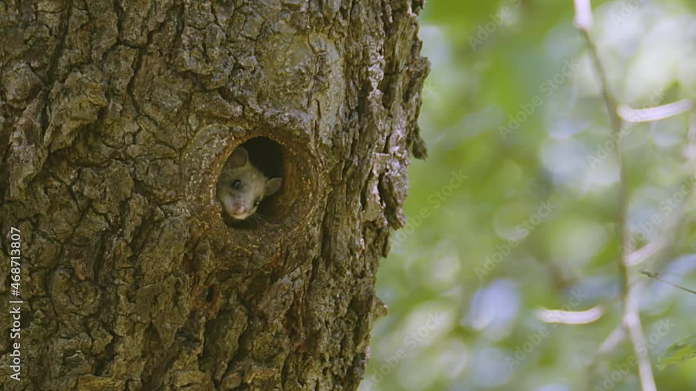 A cute Edible Dormouse (Glis glis), peeks out of his nest hole in the side of a tree checking the coast is clear before briefly coming out, then retreating back into the tree hollow. A cute Edible Dormouse (Glis glis), peeks out of his nest hole in the side of a tree checking the coast is clear before briefly coming out, then retreating back into the tree hollow.