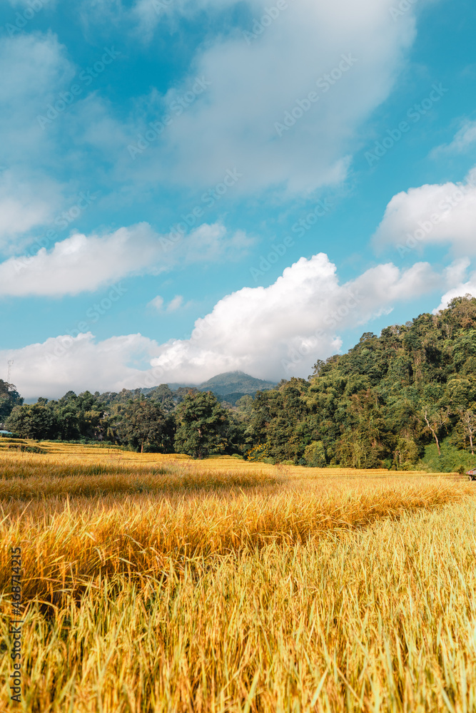 Obraz premium Golden rice fields in the morning before harvesting
