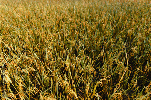 Golden rice fields in the morning before harvesting