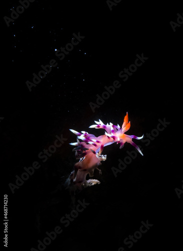 Coryphellina exoptata, which can be translated as the much-desired flabellina or desirable flabellina, is a species of colourful sea slug, a nudibranch, a marine gastropod mollusc photo