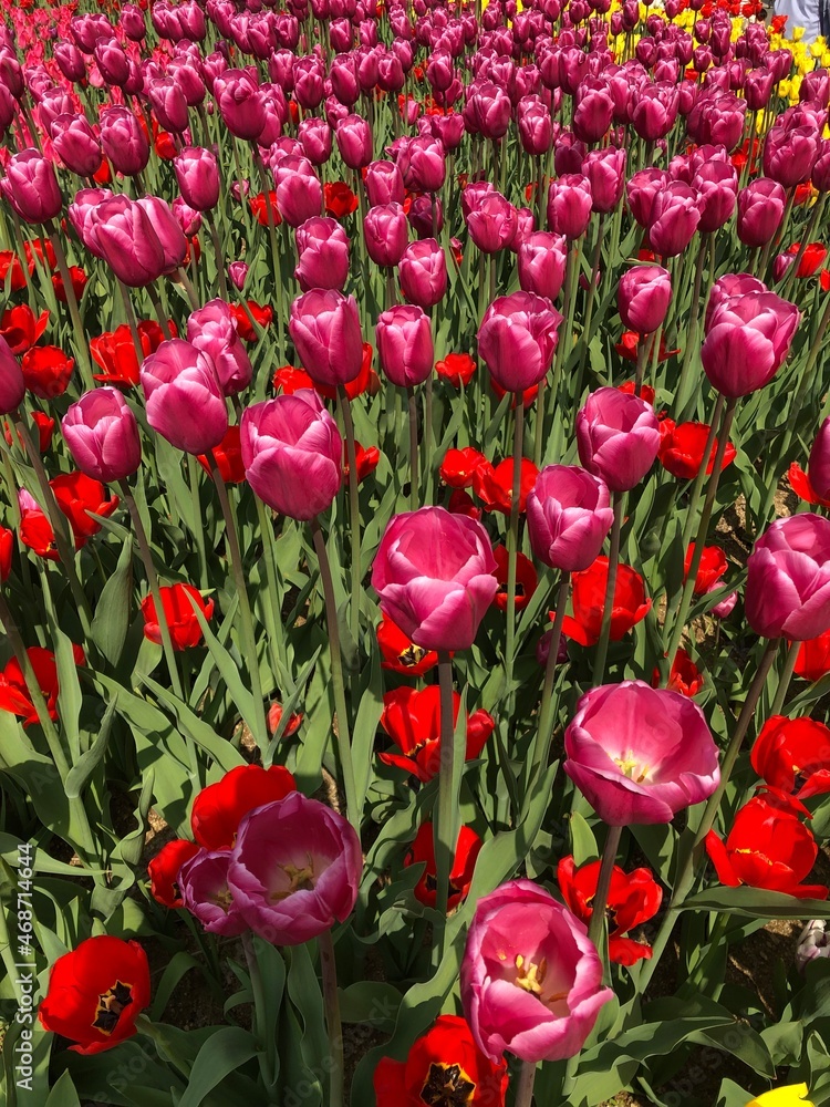 Fototapeta premium red and yellow tulips