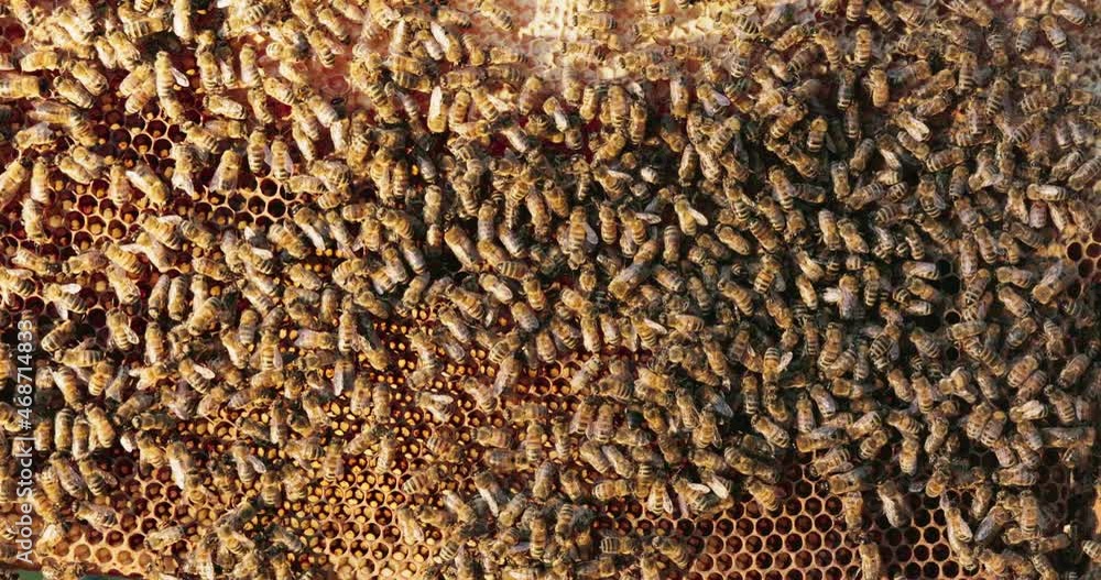 Shot of hive, wax, bee frame, bees produce fresh, healthy, honey, hard working, large number of insects, swarm Shot of hive, wax, bee frame, bees produce fresh, healthy, honey, hard working, large number of insects, swarm
