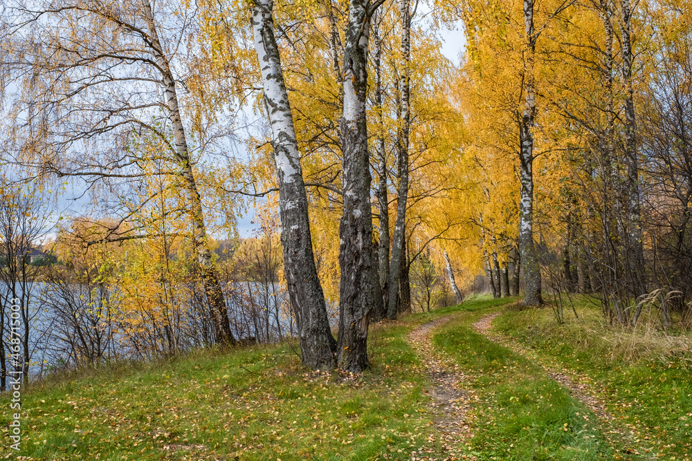 A road overgrown with green grass in an autumn forest with yellow leaves. A road overgrown with green grass in an autumn forest with yellow leaves.