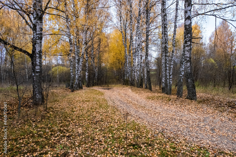 Fototapeta premium A road among a birch forest with yellow leaves on an autumn cloudy day.