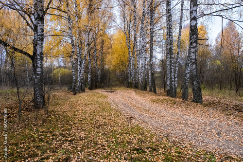 A road among a birch forest with yellow leaves on an autumn cloudy day.