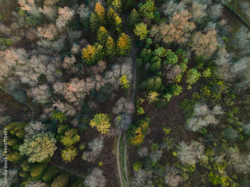 aerial shot of the forest