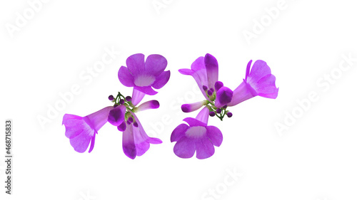 Garlic vine flower isolated on a white background For design work or other art illustrations with clipping paths.