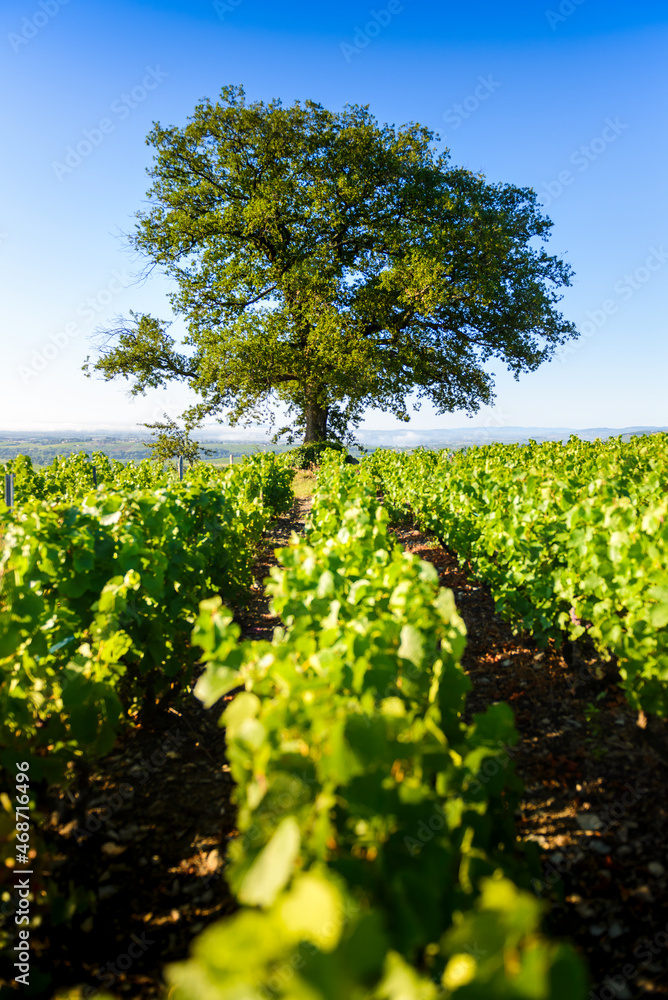 Le chêne du Py au milieu du vignoble de Morgon, Beaujolais, France