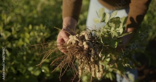 Farmer young girl hands with harvested peanuts. Autumn harvesting. Farming and gardening concept. Organic farm. photo