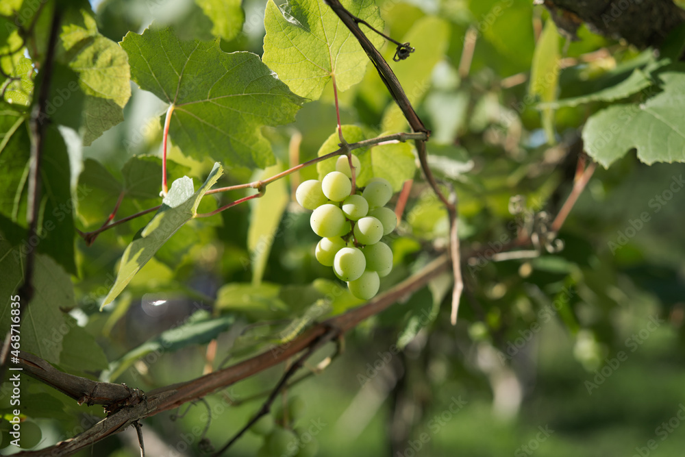 Grapes green leaves plants nature sun summer