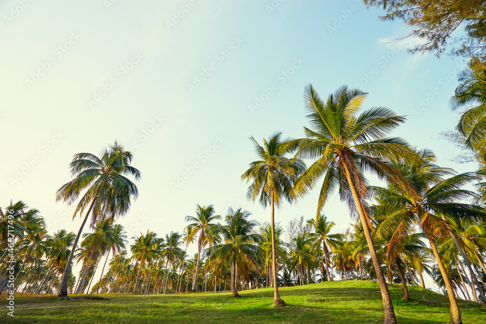 Coconut palms plantation against blue sky.