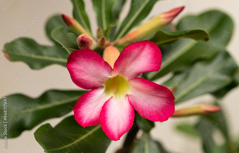 Close up of a Single Desert Rose Flower Close up of a Single Desert Rose Flower