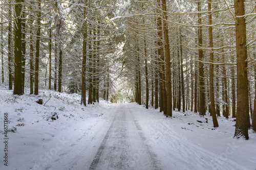 Snowed road in forest during winter