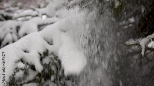 Snow falls from the spruce branches. Slow motion.