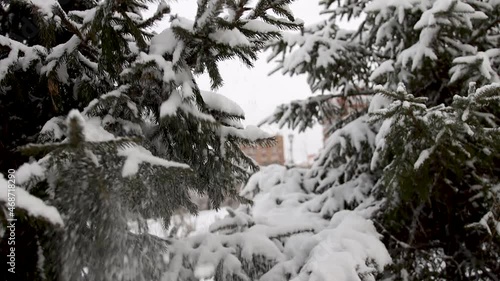 Snow falls from the spruce branches. Slow motion.