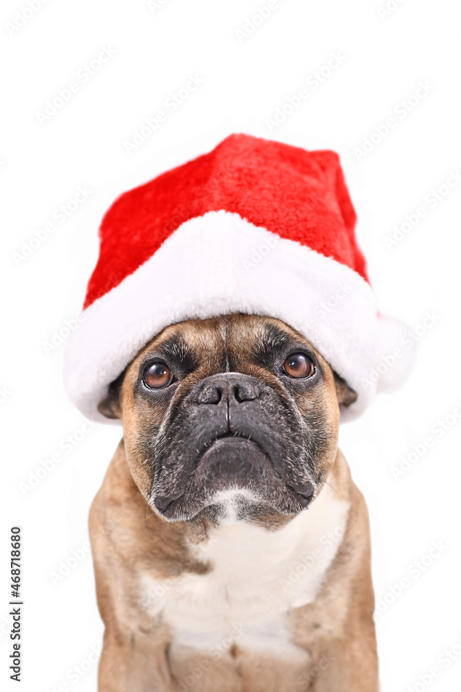 Santa Claus dog. French Bulldog wearing a red Christmas hat in front of white background