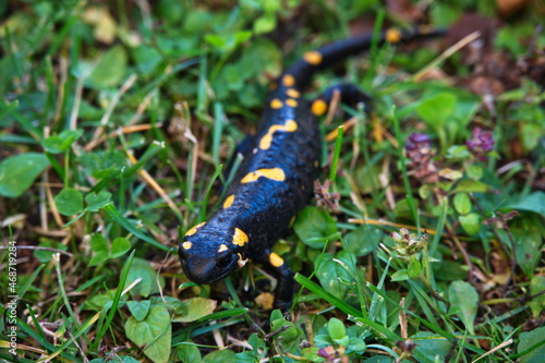 Closeup of black yellow spotted salamander in the grass © Vedrana