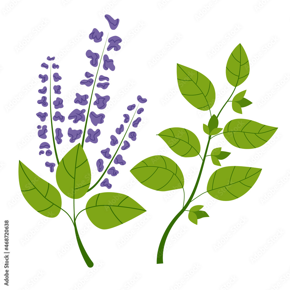 Holy basil plants with purple flowers and green leaves. Isolated