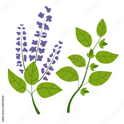 Holy basil plants with purple flowers and green leaves. Isolated drawing on white background. Flat vector illustration.