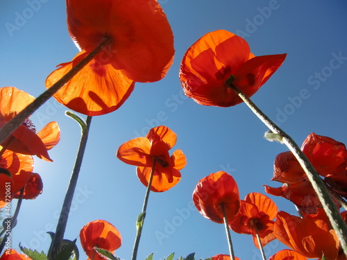 poppy flowers against sky