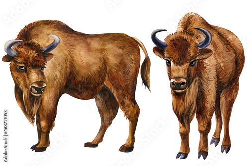 Set of bison drawing on an isolated background, hand drawing, zubr watercolor illustration