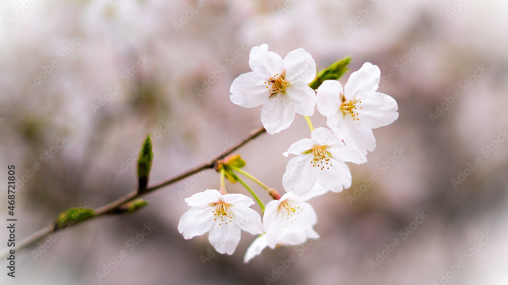 桜