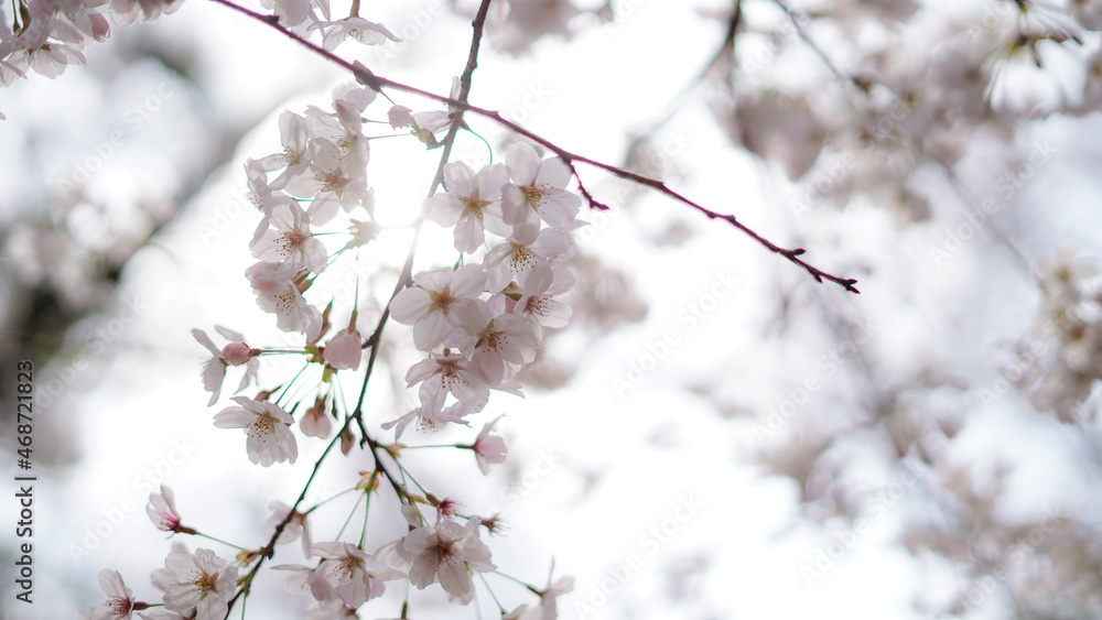 桜 桜