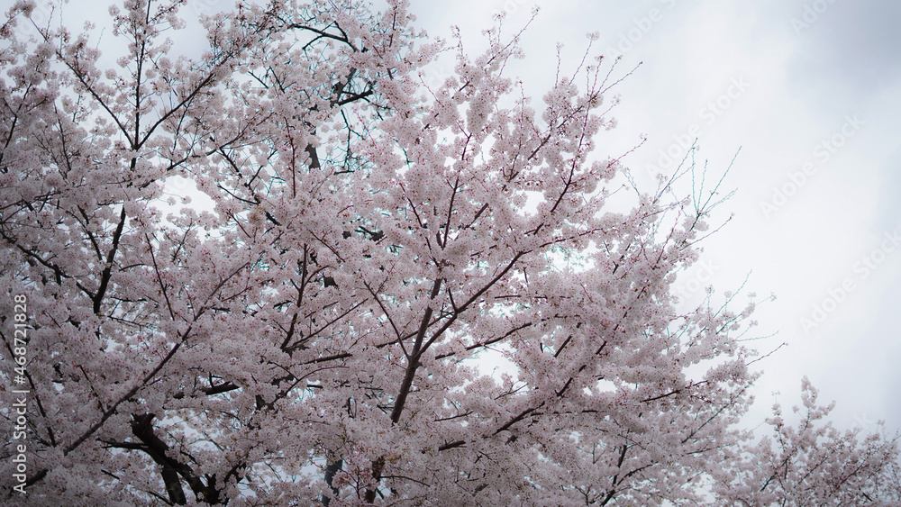 桜 桜