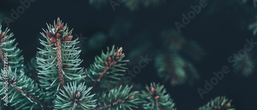 Beautiful Christmas banner Background with green pine tree brunch close up. Copy space  trendy moody dark toned design. Vintage December wallpaper. Natural winter holiday forest backdrop