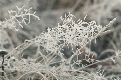 dried grass covered with hoarfrost selective focus © aga7ta