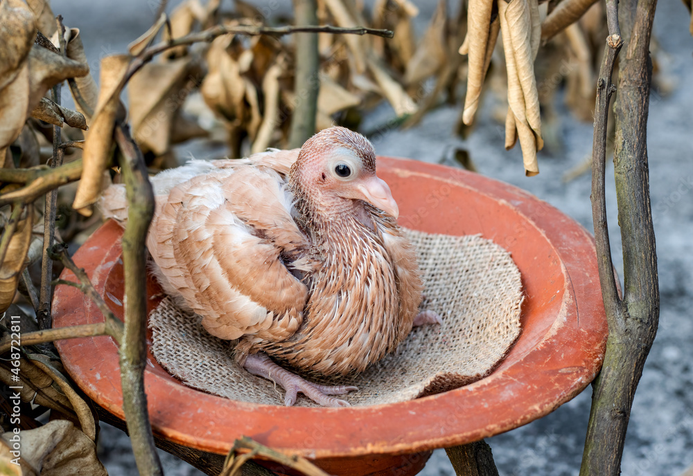 Obraz premium A domestic baby pigeon sitting under the dead tree branch close up view