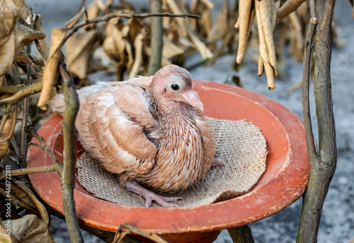 A domestic baby pigeon sitting under the dead tree branch close up view