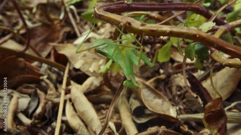 Praying Mantis Looking Around, Hanging Upside Down In The Forest. close up static shot Praying Mantis Looking Around, Hanging Upside Down In The Forest. close up static shot