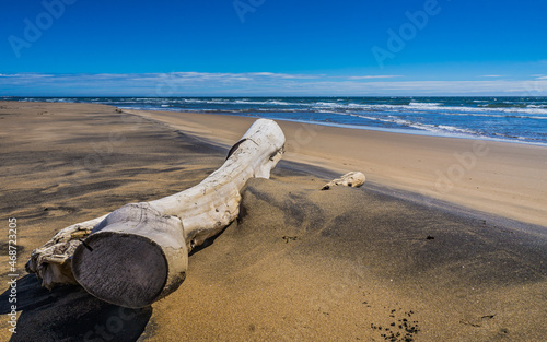 Driftwood on a summer day on the sandy beach of Aguanish in Cote Nord region of Quebec, Canada