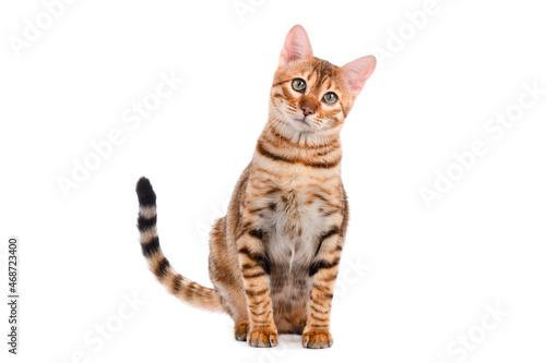 Photography Toyger cat sits on a white background isolated