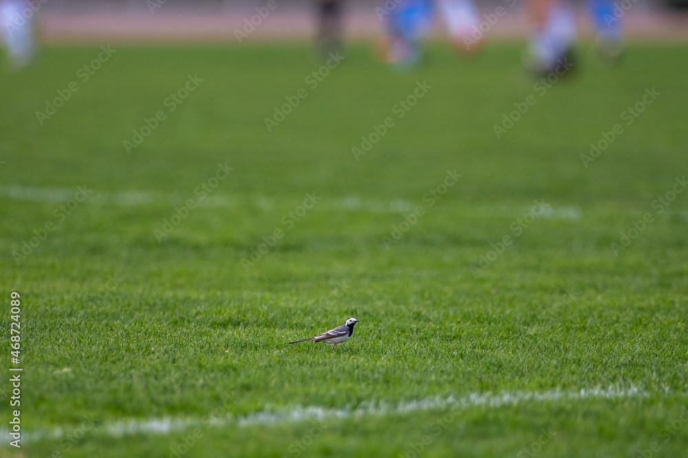 Bird on a football field Bird on a football field