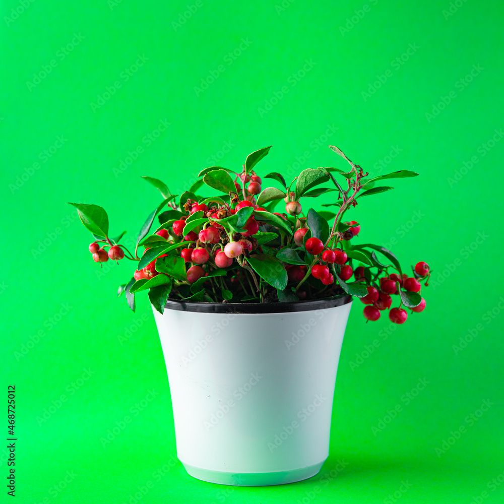 Gaultheria flower plant red berries indoor in pot indoor home plant on the table copy space background rustic 