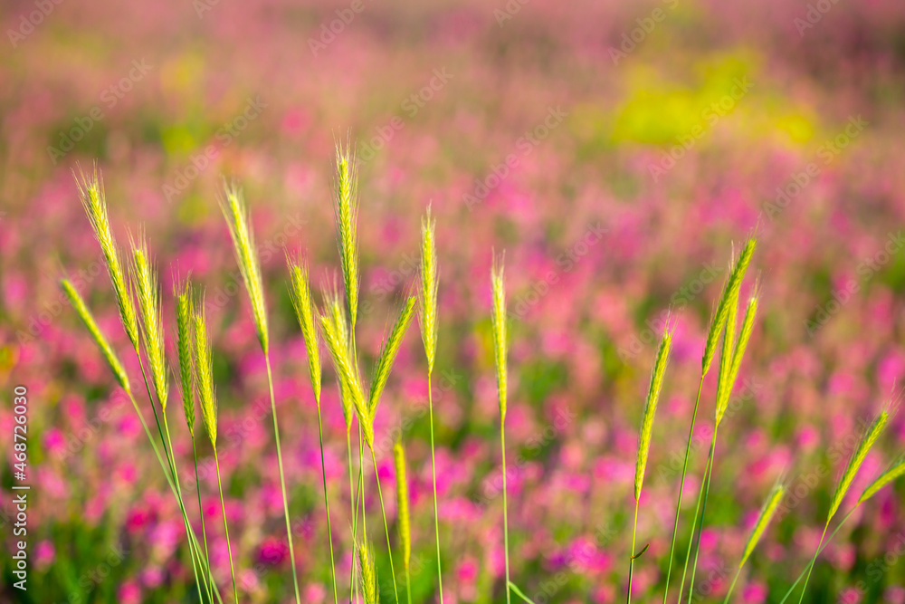 Blooming field against the background of mountains. Beautiful landscape with lavender flowers. Spring background of colorful landscape. Mountain pink flowers. Blooming field against the background of mountains. Beautiful landscape with lavender flowers. Spring background of colorful landscape. Mountain pink flowers.