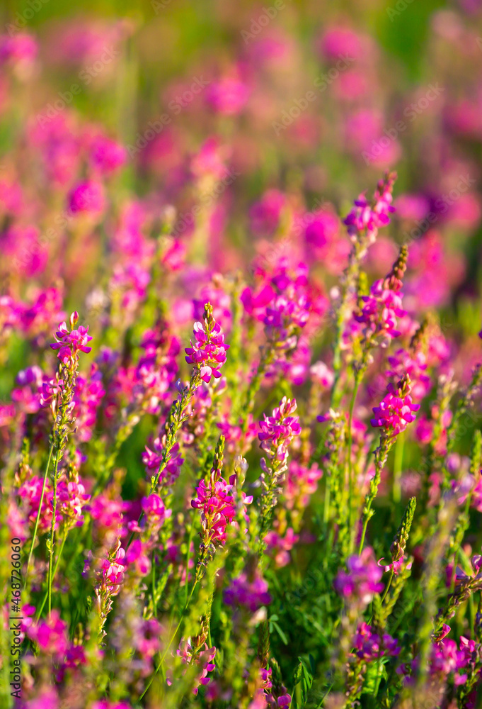 Blooming field against the background of mountains. Beautiful landscape with lavender flowers. Spring background of colorful landscape. Mountain pink flowers. Blooming field against the background of mountains. Beautiful landscape with lavender flowers. Spring background of colorful landscape. Mountain pink flowers.