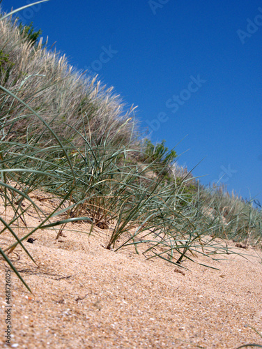 sand dune vegetation close up