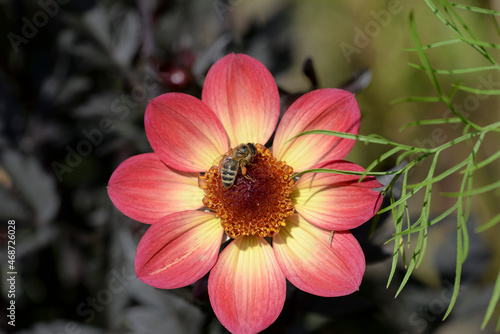 bee on pink and yellow dahlia flower