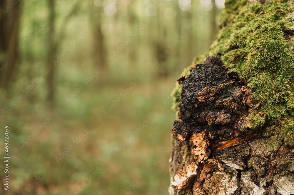chaga mushroom growing on the birch tree trunk on summer forest. wild raw food chaga parasitic fungus or fungi it is used in traditional folk alternative medicine for the treatment of diseases chaga mushroom growing on the birch tree trunk on summer forest. wild raw food chaga parasitic fungus or fungi it is used in traditional folk alternative medicine for the treatment of diseases