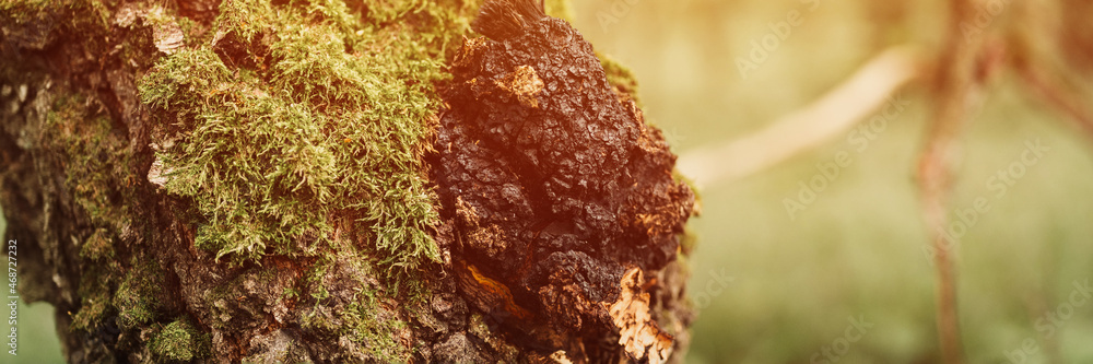 chaga mushroom growing on the birch tree trunk on summer forest. wild raw food chaga parasitic fungus or fungi it is used in traditional folk alternative medicine for the treatment. banner. flare chaga mushroom growing on the birch tree trunk on summer forest. wild raw food chaga parasitic fungus or fungi it is used in traditional folk alternative medicine for the treatment. banner. flare