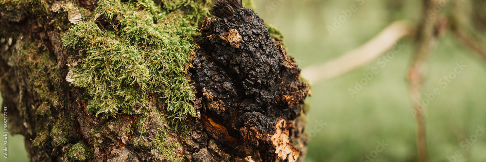 chaga mushroom growing on the birch tree trunk on summer forest. wild raw food chaga parasitic fungus or fungi it is used in traditional folk alternative medicine for the treatment. banner chaga mushroom growing on the birch tree trunk on summer forest. wild raw food chaga parasitic fungus or fungi it is used in traditional folk alternative medicine for the treatment. banner