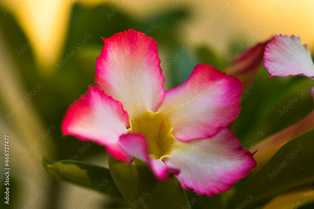 FLor  del decierto en Sinaloa 